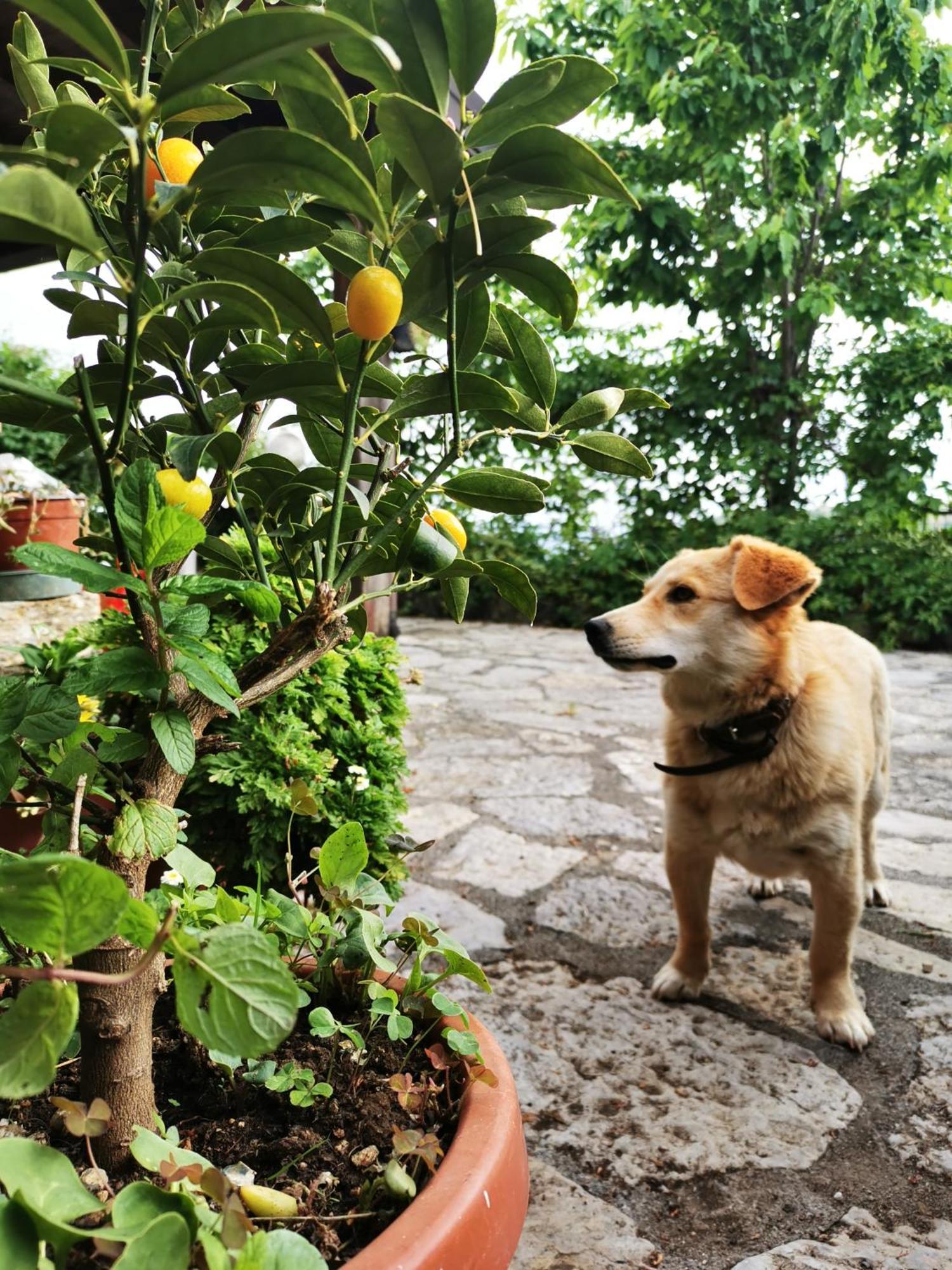 Agriturismo Donna Bianca Mormanno Dış mekan fotoğraf